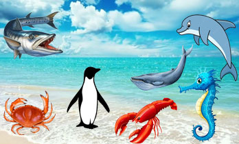 Montessori Flash Cards Sea Animals Free Printables